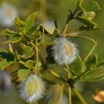 Creosote Bush has hairy fruits with multiple seeds that are readily eaten by small mammals including Kangaroo Rats and Ground Squirrels. Larrea